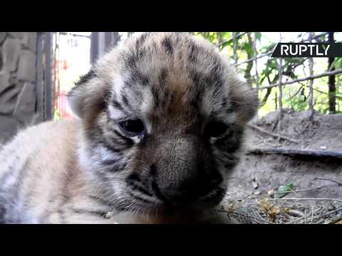 Newborn Amur Tiger Triplets Give Hope to Most Endangered Tiger Species