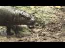 Baby pygmy hippo makes debut at Chile zoo