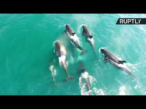 Moment When Pod of Orcas Attack Whale Captured by Drone (Graphic)