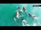 Moment When Pod of Orcas Attack Whale Captured by Drone (Graphic)
