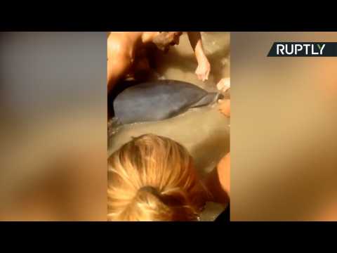 Swimmers Race to Save Dolphin Stranded on Spanish Beach