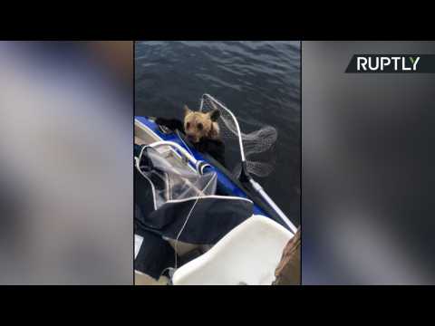 Men Fishing in Boat Catch Two Drowning Bear Cubs