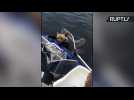 Men Fishing in Boat Catch Two Drowning Bear Cubs