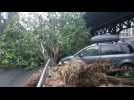 Several killed as storm lashes north Germany - Label : AFPTV - First images - Category : News