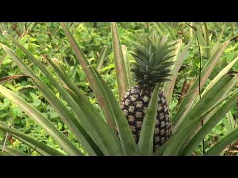 Beauty is skin deep for Benin's pineapples
