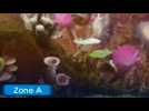 Vidéo Hey ! Pikmin - Secteur 8 : Bruissement aérien Vidéo Hey ! Pikmin - Secteur 8 : Bruissement aérien