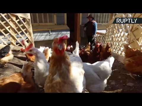 Chilean Farmers Build Egg-stravagent Coop Mansion to Keep Chickens Happy