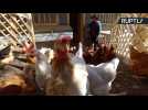 Chilean Farmers Build Egg-stravagent Coop Mansion to Keep Chickens Happy