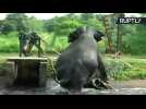 Rescuers Save Helpless Elephant Caught in Steep Canal
