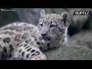 Adorable Snow Leopard Cub Unveiled to Public at Bronx Zoo Has Unique Lineage