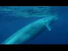 A Plastic Ocean - bande annonce - VO - (2015)
