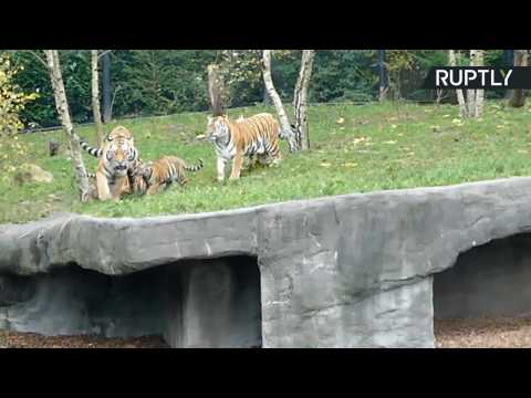 Watch the Moment Tiger-Dad Yasha Meets His Cubs for First Time