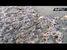 Like a Fish Outta Water? Thousands of Starfish Washed Ashore in Sakhalin