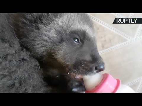 Not So 'Lone Wolf' - Orphaned Wolverine Finds New Home at Russian Zoo