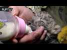 Baby Amur Leopard Cub, World's Rarest Big Cat, Born at Yalta Zoo