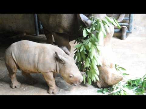 Singapore Zoo shows off baby white rhino