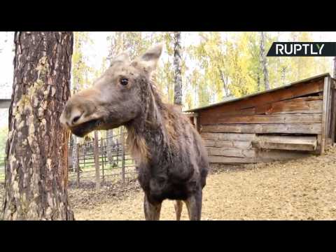 Adorable Orphaned Baby Elk Finds New Home at Krasnoyarsk Zoo