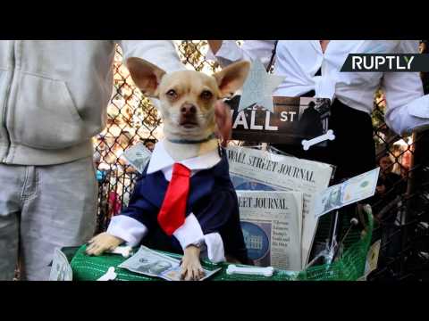Who Let the Dogs Out? Best-Dressed Pups at NYC’s Annual Halloween Dog Parade