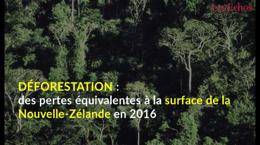 Illustration pour la vidéo Déforestation : des pertes équivalentes à la surface de la Nouvelle-Zélande en 2016