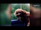 ‘Chewbacca’ Dog Hanging Head Out of the Car Window is the Best Thing You'll See Today