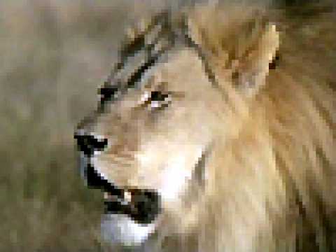Lions, combat de rois au Kalahari - bande annonce - VO - (2005)