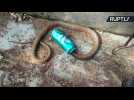 Villagers Help Poor Snake With Head Stuck in Soda Can