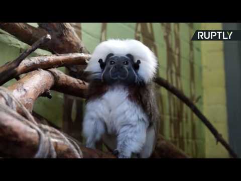 It's All Relative! Cotton-Top Tamarin Monkey Named Einstein Puzzles Zoo Visitors