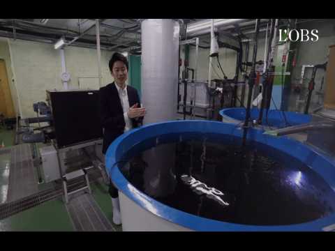 Japon : il réussit à élever des saumons... sur terre