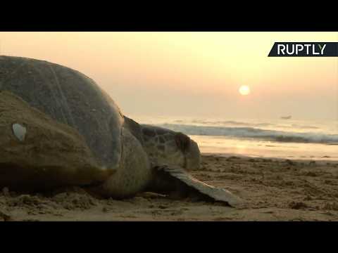 Hundreds of Thousands of Indian Turtles to Make Annual Nesting Trip