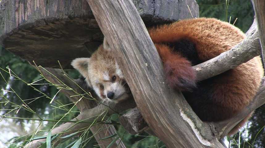 Ça y est ! Le bébé panda roux du parc de Clères a un prénom ! - Département  de la Seine-Maritime