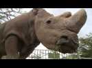 World's last male northern white rhino dies in Kenya