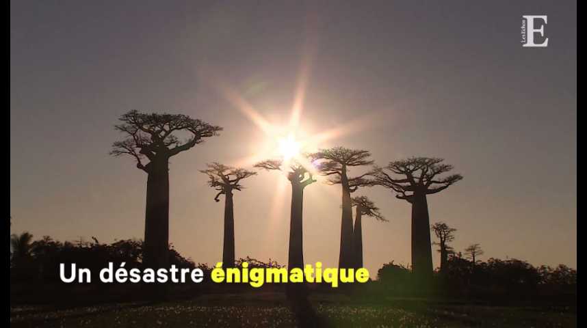 Illustration pour la vidéo Madagascar, l'invraisemblable désastre économique