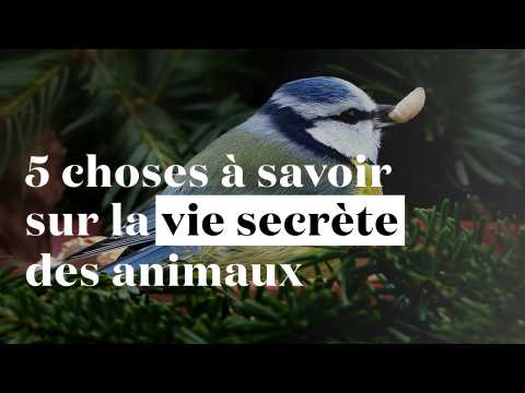 Amours, infidélités, mémoire... 5 choses à savoir sur la vie secrète des animaux