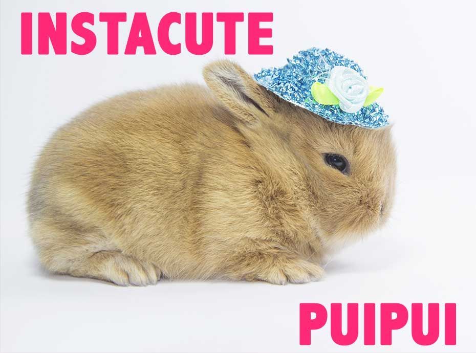 VIDEO : PuiPui : Le lapin le plus stylé d?Instagram ! So cute.