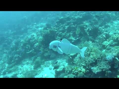 VIDEO. Ce robot-poisson explore les fonds marins