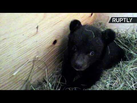 Orphaned Himalayan Bear Cub Gets Bear Necessities of Life