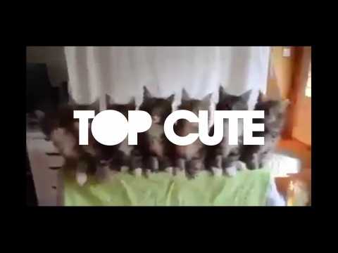 Top cute - cats