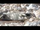 Sunbathing seals inaugurate beach season