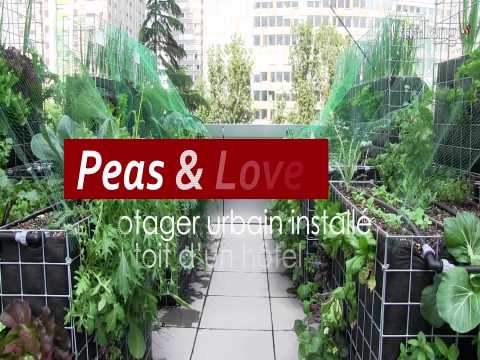  Peas & Love : Quand les toits de Paris se transforment en potagers