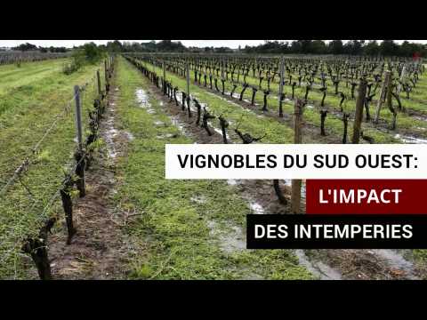 Vignobles du Sud-Ouest: l'impact des intempéries
