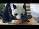 Panda gets special birthday cake at Berlin Zoo