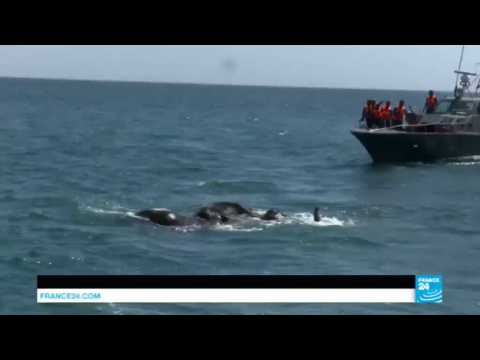 Sri Lanka: Mammoth efforts deployed to rescue two elephants washed out to sea