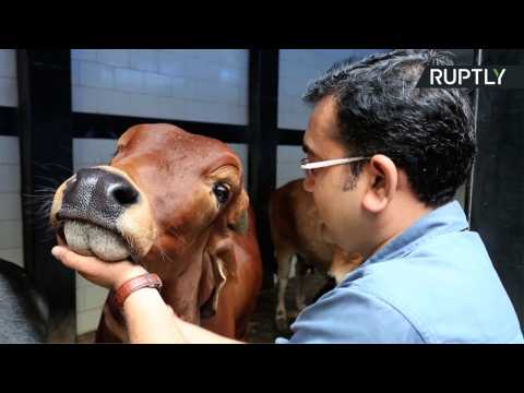 Holy Crap! Indian Startup Unveils Line of Beauty Products Based on Cow Excrement
