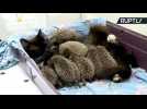 Musya the Cat Feeds 8 Orphaned Baby Hedgehogs