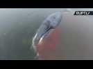Blood Flows from Stranded Baby Whale as it Struggles for Freedom