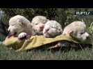 Four Ultra-Rare and Ultra-Cute White Lion Cubs Born on World Lion Day