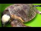 Green and Loggerhead Turtles Set Free into Mediterranean Sea