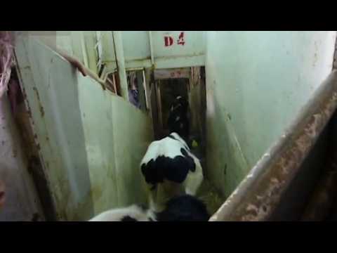Vaches maltraitées et jetées à l'eau : nouvelles dénonciations d'une association de défense animale