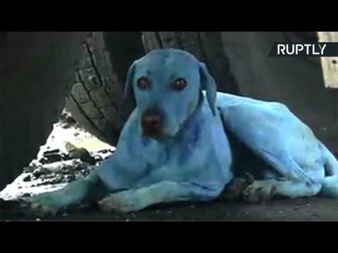 The Strange Case of Light Blue Stray Dogs in Mumbai