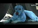 The Strange Case of Light Blue Stray Dogs in Mumbai